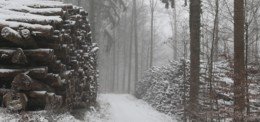 Holzenergienutzung heute und morgen – Monitoring soll Klarheit schaffen
