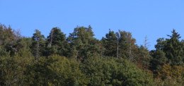 Klimaerhitzung verändert den Wald