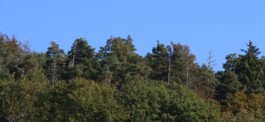 Klimaerhitzung verändert den Wald