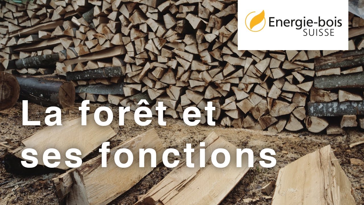 La forêt et ses fonctions