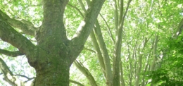 Hitzestress für Bäume und notwendige Anpassungen im Waldbau 