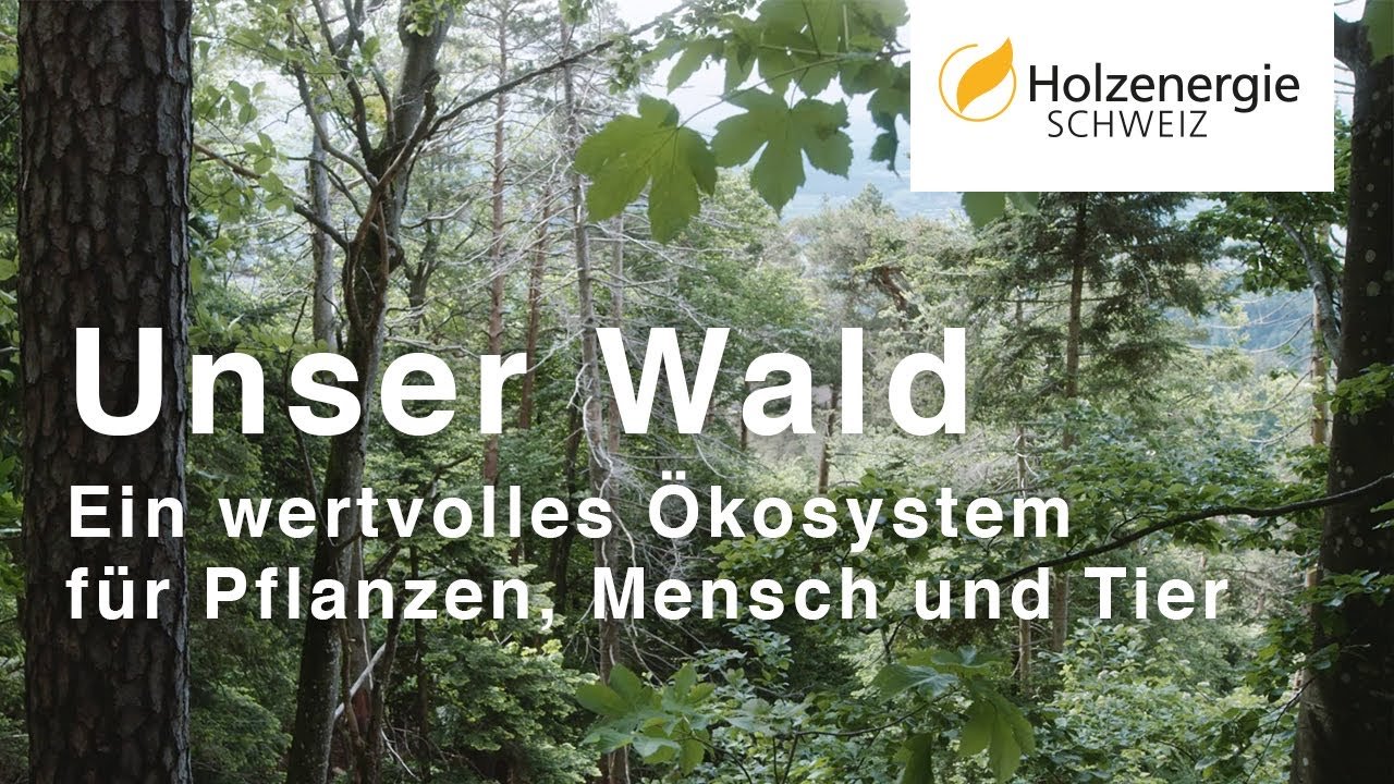 Unser Wald – ein wertvolles Ökosystem für Pflanzen, Mensch und Tier