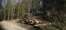 Utilisons le bois-énergie avec efficacité et intelligence