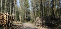 Energiestadt und Holz: erfolgreiche Klimapolitik